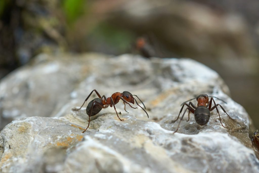 ants-2